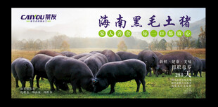 海南黑毛土猪海报