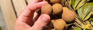 手捧新鲜龙眼果实
