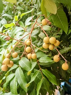 枝头挂满饱满的新鲜龙眼