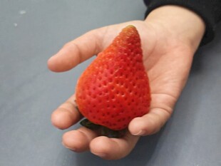 草莓 