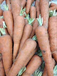胡萝卜