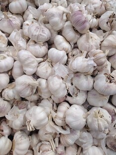 大蒜