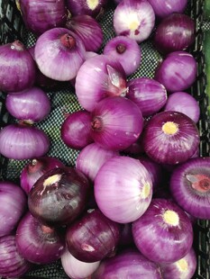 紫皮洋葱