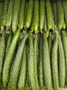 黄瓜