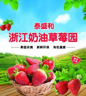 浙江奶油草莓园新鲜草莓