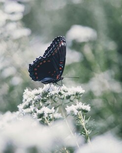 黑蝶停驻于白花之上