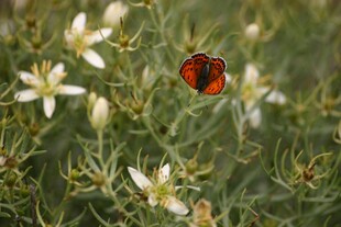 蝴蝶停驻于白色小花间