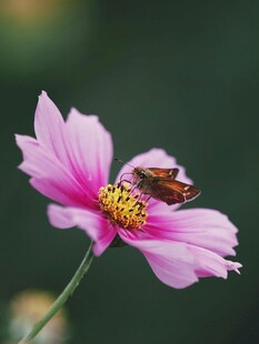 粉花上的蜜蜂