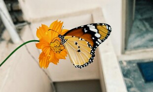 蝴蝶停驻于艳黄花朵上
