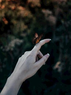 指尖上的蝴蝶