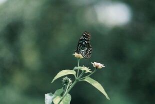 蝴蝶停驻绿植上