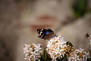 蝴蝶停驻于繁花之上