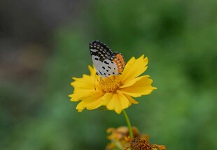 蝴蝶停驻黄色花朵上