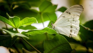 绿叶间的白色蝴蝶