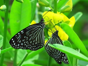 双蝶栖于黄花绿叶间