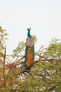 枝头孔雀展绚丽尾羽