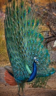 开屏的美丽孔雀