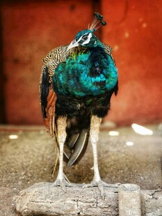 美丽孔雀立于木桩