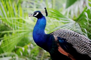 蓝孔雀立于绿植间
