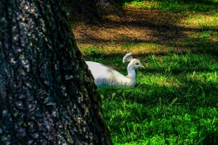 树下休憩的优雅白孔雀
