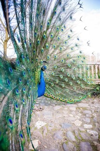 开屏的美丽孔雀