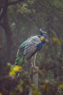 枝头孔雀尽显绚丽风姿