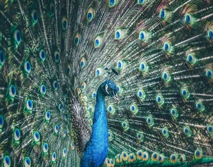 开屏的美丽孔雀