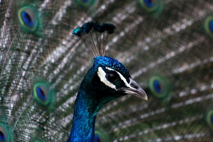 开屏的美丽蓝孔雀