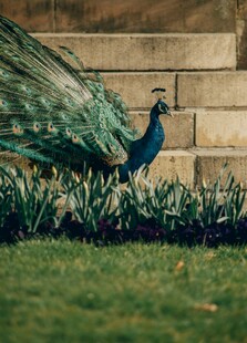 开屏孔雀于绿草地与砖墙间