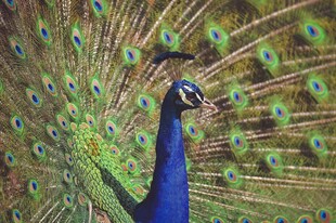 开屏的美丽孔雀