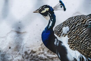 优雅孔雀展现美丽身姿