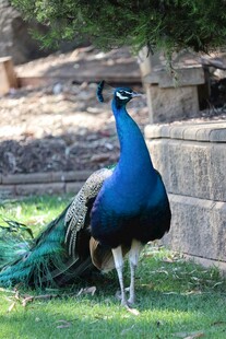 蓝孔雀开屏展现绚丽羽毛