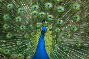 开屏的美丽孔雀