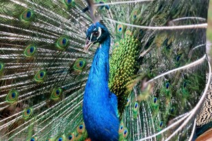 开屏的美丽蓝孔雀