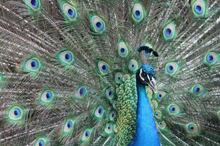 开屏的美丽孔雀