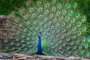 开屏的美丽孔雀