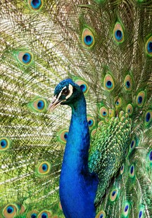 开屏的美丽蓝孔雀