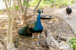 林间漫步的美丽孔雀