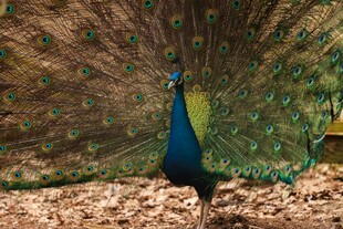 开屏的美丽孔雀