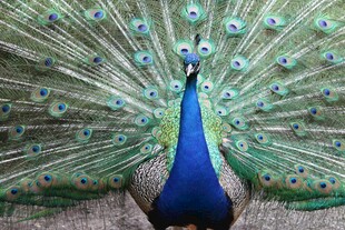 开屏的美丽孔雀