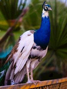 蓝白孔雀立于围栏