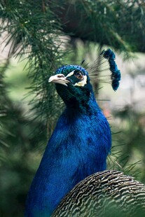 蓝孔雀仰头展示绚丽身姿