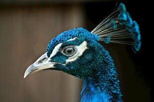 蓝孔雀特写