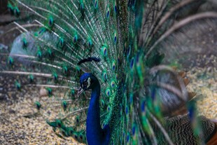 开屏的美丽孔雀