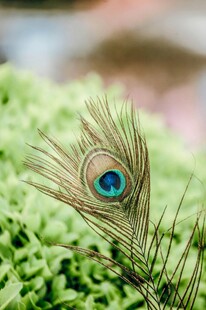 孔雀羽毛特写