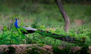 绿丛中的美丽孔雀