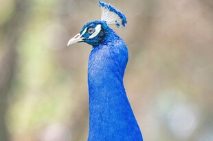 蓝孔雀特写