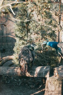 动物园中多彩鸟类与动物