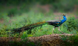 蓝孔雀立于翠绿草地