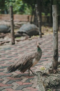 漫步石砖路的美丽孔雀